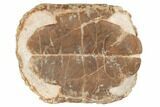 Fossil Tortoise (Stylemys) - South Dakota #192478-2